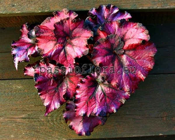 Begonia DS-BIG HEART