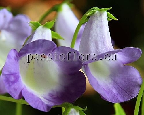 Eucodonia Seeds CELESTE 