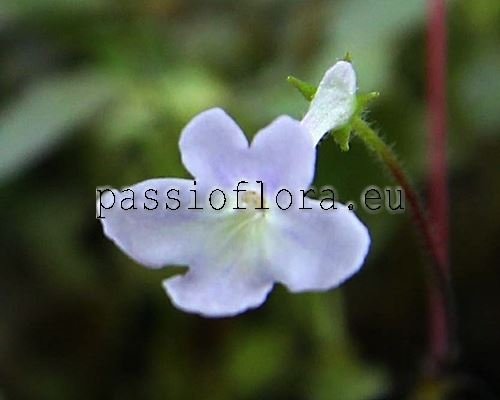 Micro Mini Sinningia pusilla IMBE