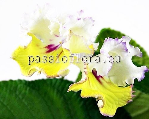 Streptocarpus DEM-CHAMPAGNE - DEM-SHAMPAN