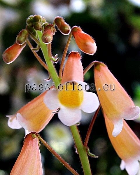 Smithiantha ABBEY LIGHT 