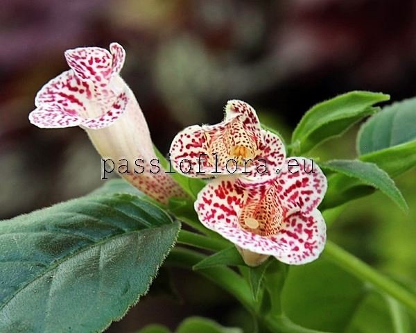 Sinningia guttata