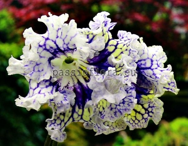 Streptocarpus DS-NORTHERN SUN - DS-SEVERNOYE SOLTSE
