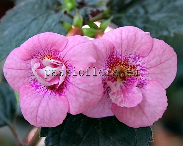 Achimenes Seeds RF'S CATRINA 