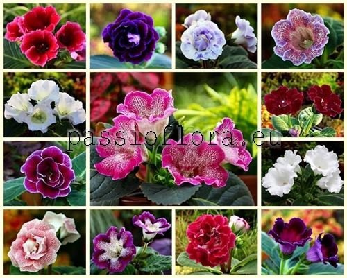 Gloxinia Seeds - Sinningia speciosa seeds - MIX OF DIFFERENT HYBRIDS
