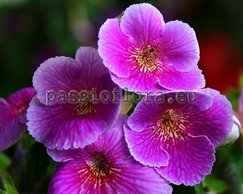 Achimenes Seeds CHARLES MARTEL 