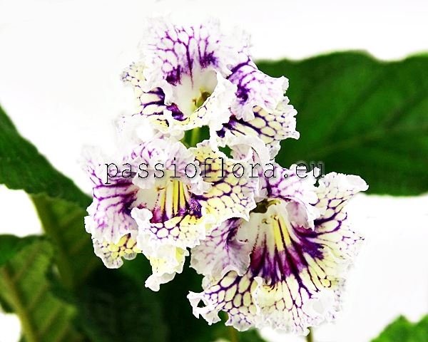 Streptocarpus DS-NORTHERN SUN - DS-SEVERNOYE SOLTSE