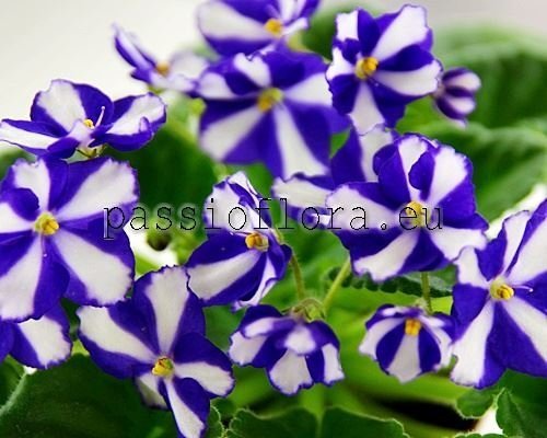 African Violet  Chimera TsM-GVATEMALA