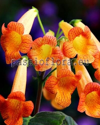 Smithiantha PF-ORANGE BAY 