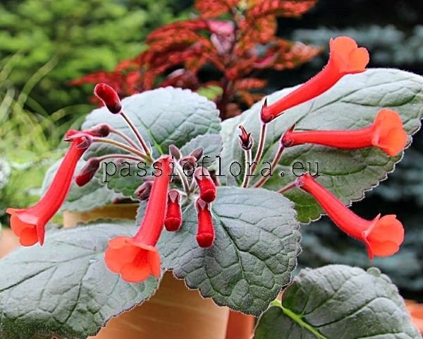 Mini Sinningia ORANGE ZINGER