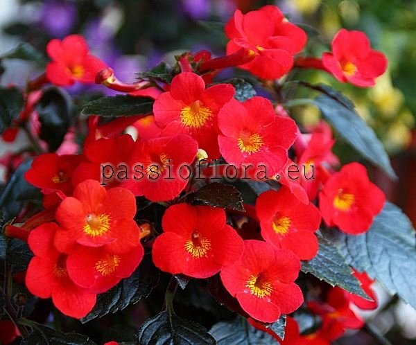 Achimenes Inferno xAchimenantha 