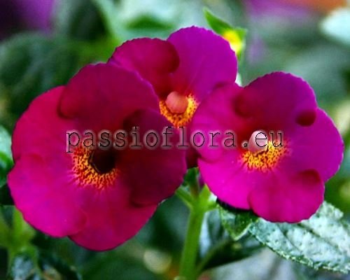 Achimenes CLARET 