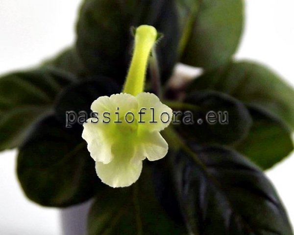 Mini Sinningia  BAL-EXCELLENT