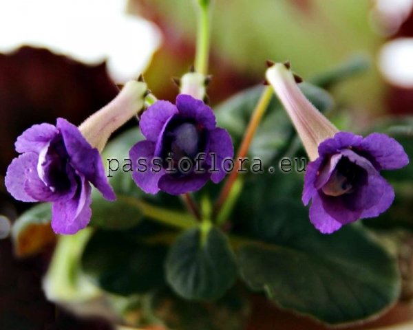Mini Sinningia ORION