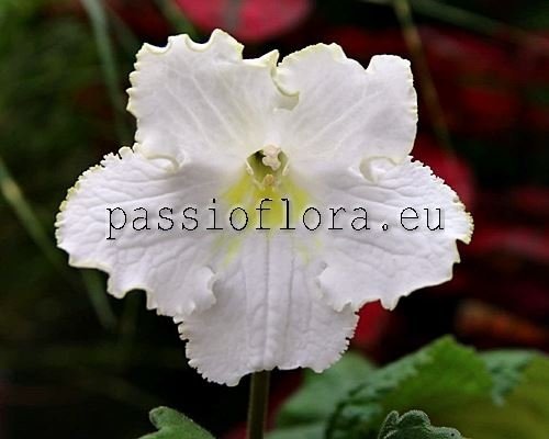 Streptocarpus BELLA 