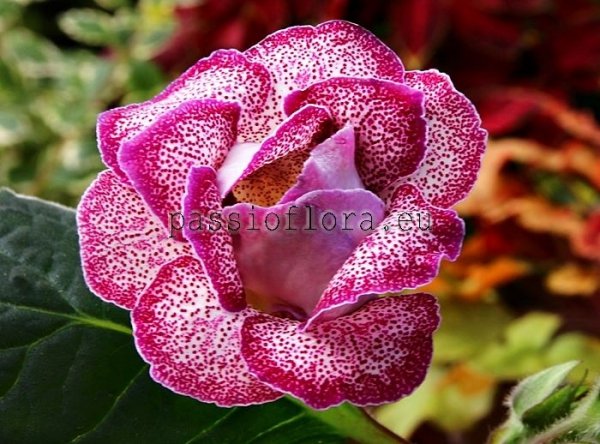 Gloxinia Seeds PF-ORIENT 