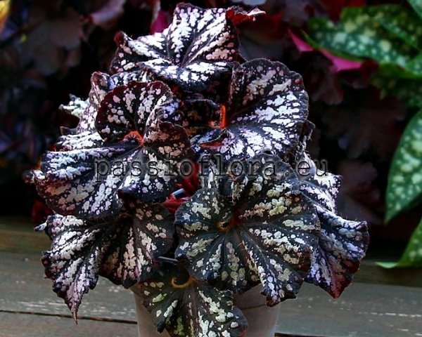 Begonia DS-BE HAPPY 