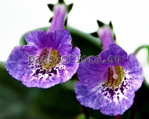 Mini Sinningia SRG'S BLUE DIAMOND