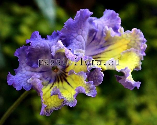 Streptocarpus Seeds VaT-Favorite Boy