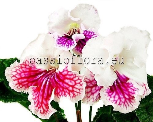 Streptocarpus VAT-MANDARINKA - VAT-MANDARIN