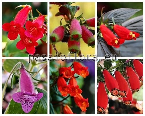 Seemannia Seeds MIX OF DIFFERENT HYBRIDS