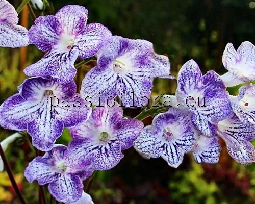 Streptocarpus OI-PERVAYA KAPEL - OI-PERVAYA KAPEL