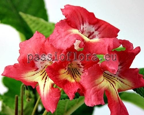 Streptocarpus  BLASK