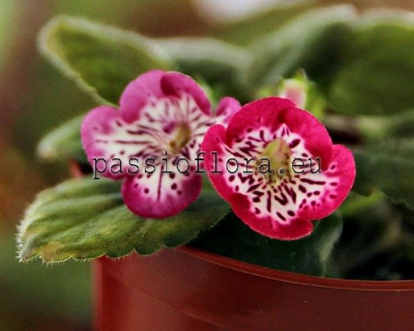 Mini Sinningia  BAL-RED LACE