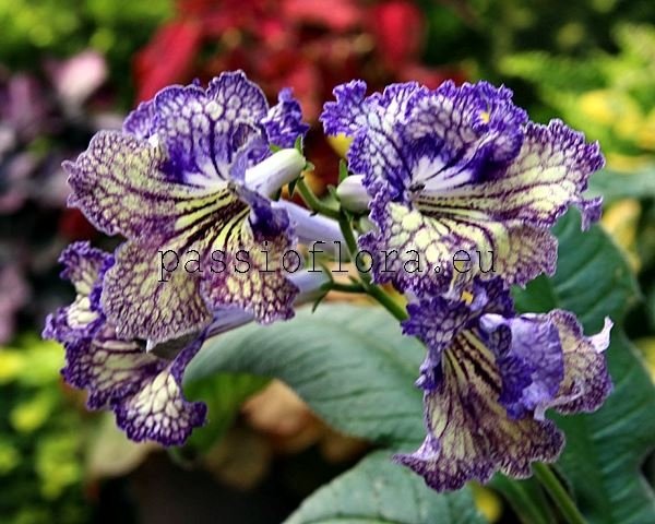 Streptocarpus OD-IZYA 