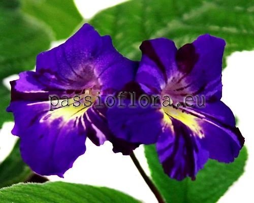 Streptocarpus HELTER SKELTER 