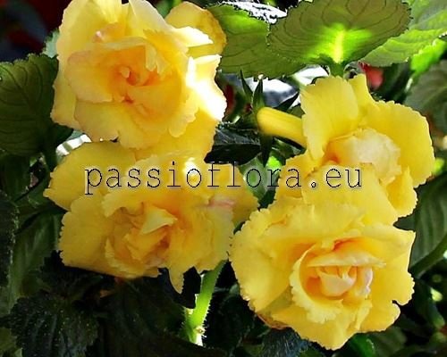 Achimenes BRID'S LIMONELLA
