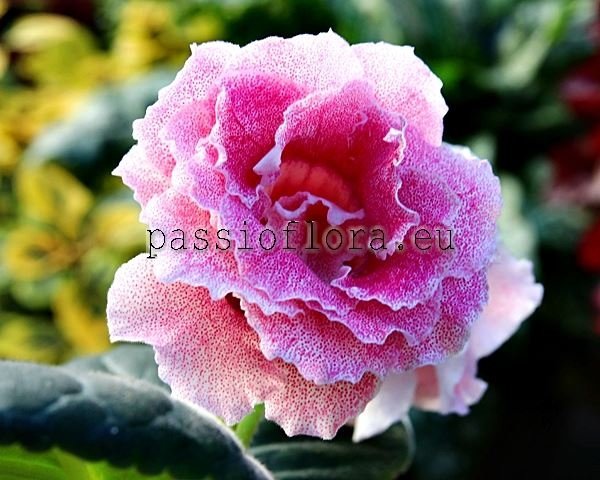 Gloxinia PF-DYNASTY