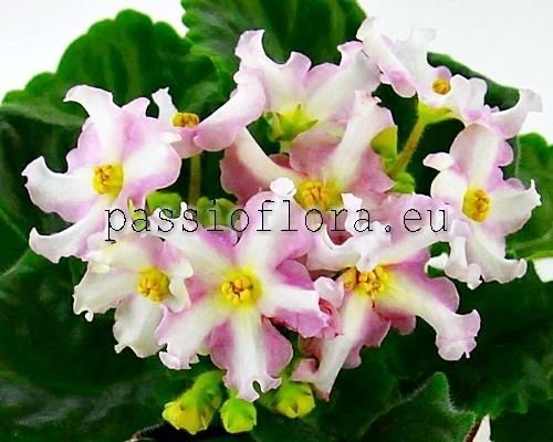 African Violet  Chimera NASHE ZOLOTO