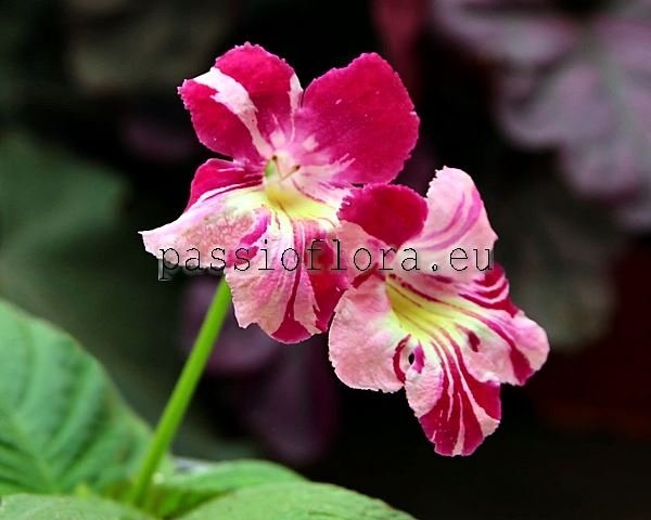 Streptocarpus Seeds  BRISTOL'S SPECTACULAR 