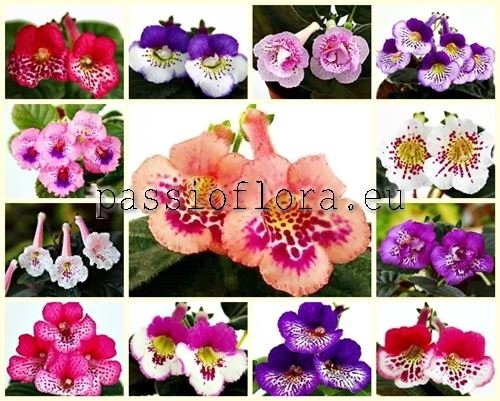 Mini Sinningia Seeds MIX OF DIFFERENT HYBRIDS