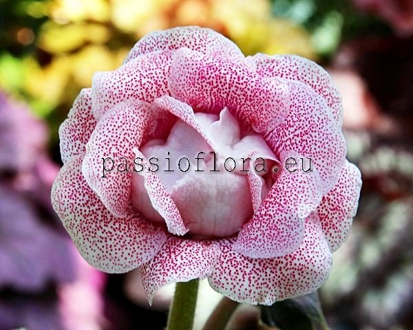 Gloxinia PF-MIRACLE