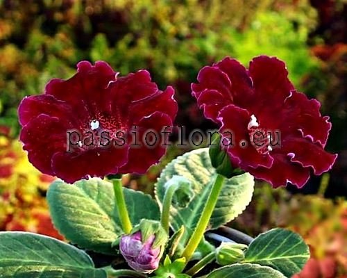 Gloxinia PF-MY LOVE 