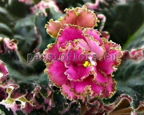 African Violet LF-KORALLOVAYA MECHTA