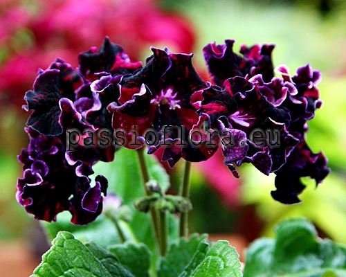 Streptocarpus Seeds DS-CHALLENGE! - DS-Reshaysya!