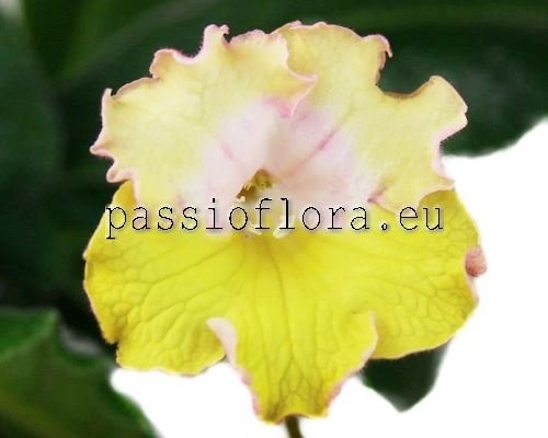 Streptocarpus DEM-SUNNY TALE