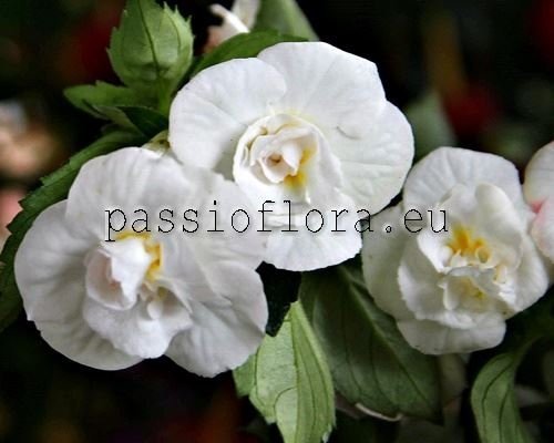 Achimenes RF'S DEL SOL