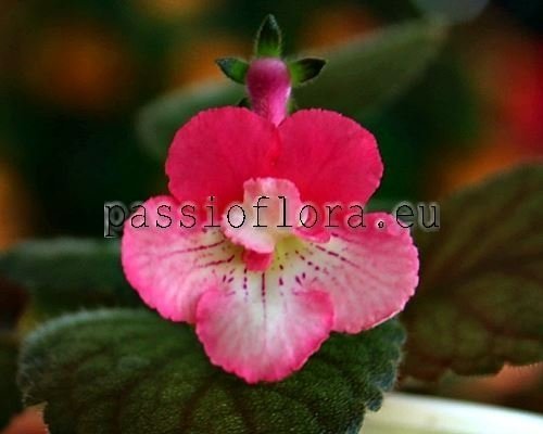 Mini Sinningia Seeds SRG'S SAGA 