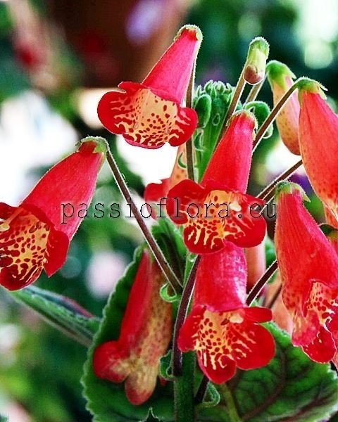 Smithiantha Seeds EXTRA SASSY 