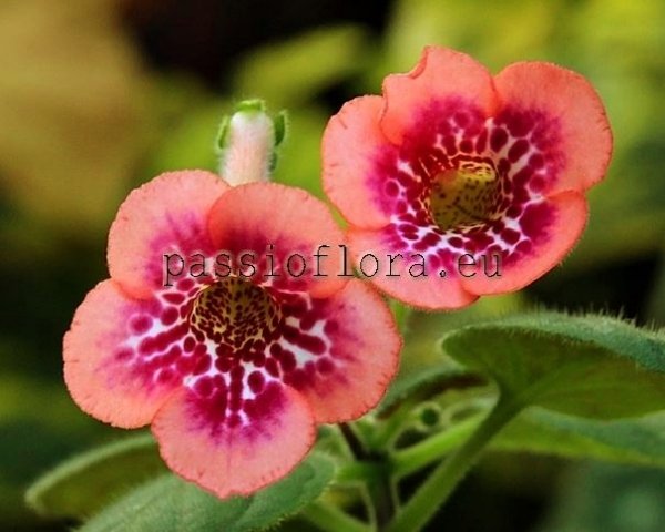 Mini Sinningia SIMSIM HONEY PEACH