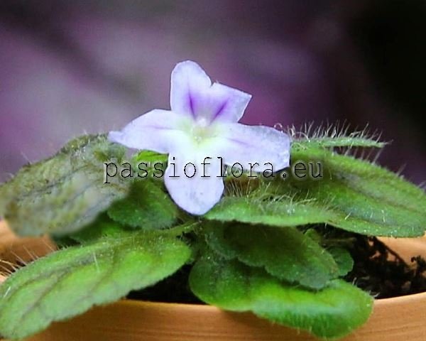 Micro Mini Sinningia pusilla Itaoca
