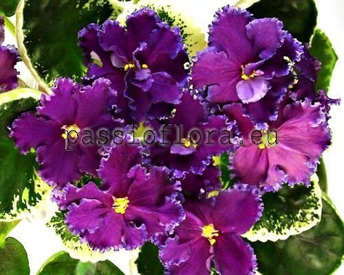 African Violet RS-KORSAR
