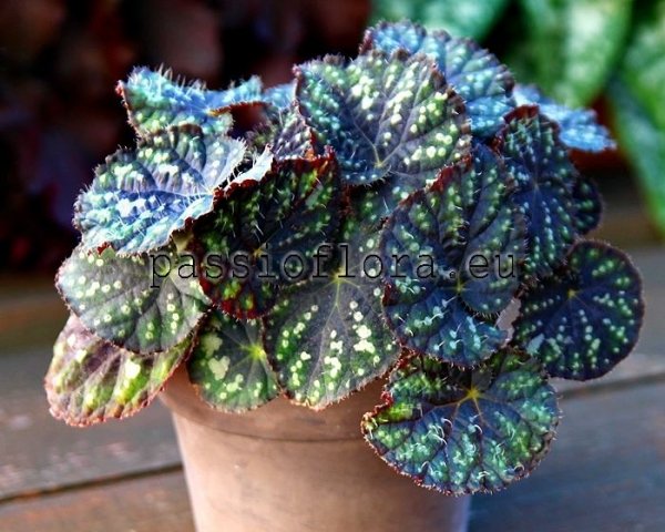 Begonia DS-LITTLE BEAD