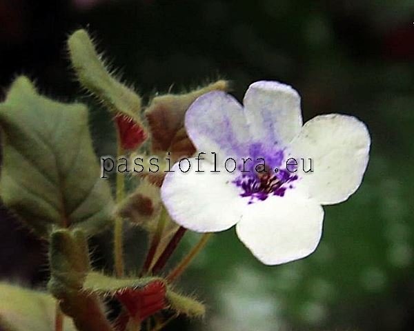 Micro Mini Sinningia FRECKLES