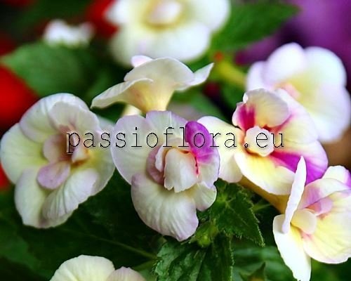 Achimenes IVORY QUEEN