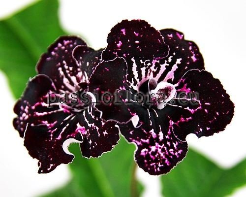 Streptocarpus UA-PHALAENOPSIS - UA-FALENOPSYS